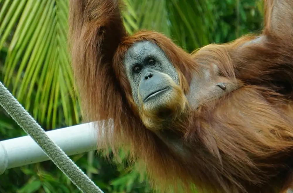 Ein Orang-Utan mit rötlich-braunem Fell hängt an einem Seil und blickt in die Kamera. Inmitten von grünen Palmenblättern und Laub wirkt er, als stünde er im Mittelpunkt eines Theaters und würde mit seiner ausdrucksstarken Präsenz die Aufmerksamkeit auf sich ziehen.