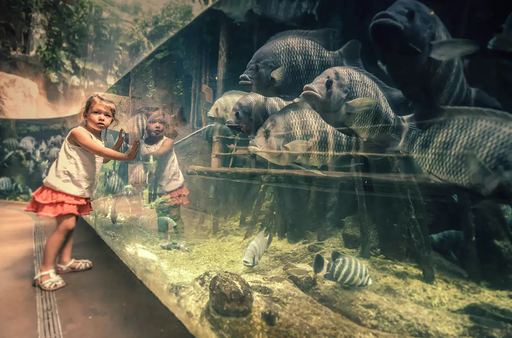 Ein junges Mädchen mit weißem Oberteil und rotem Rock steht neben einem großen Aquarium im Zoo und berührt das Glas, während sie große Fische darin schwimmen sieht. Ihr Spiegelbild ist im Glas zu sehen, ein magischer Moment während einer Eventmanagement-Tour.